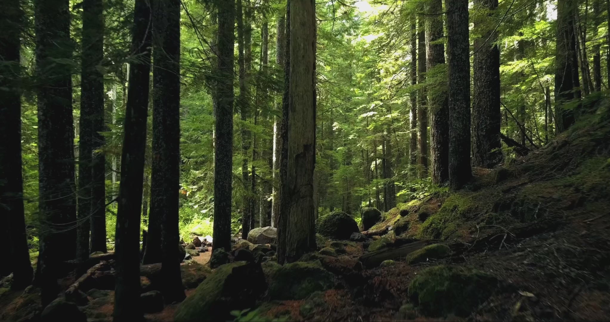 Load video: Video showcasing a tranquil forest scene with dense trees and natural greenery, capturing the essence of nature that inspires the 0X7 | Zero-X-Seven natural wellness brand